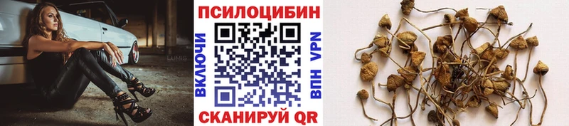 Купить  Юрьев-Польский  Псилоцибиновые грибы прущие грибы 